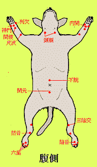 犬のツボ