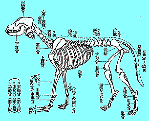 自動的に 黒くする 愛する 犬 骨格 図 Woodbuildersconstruction Com
